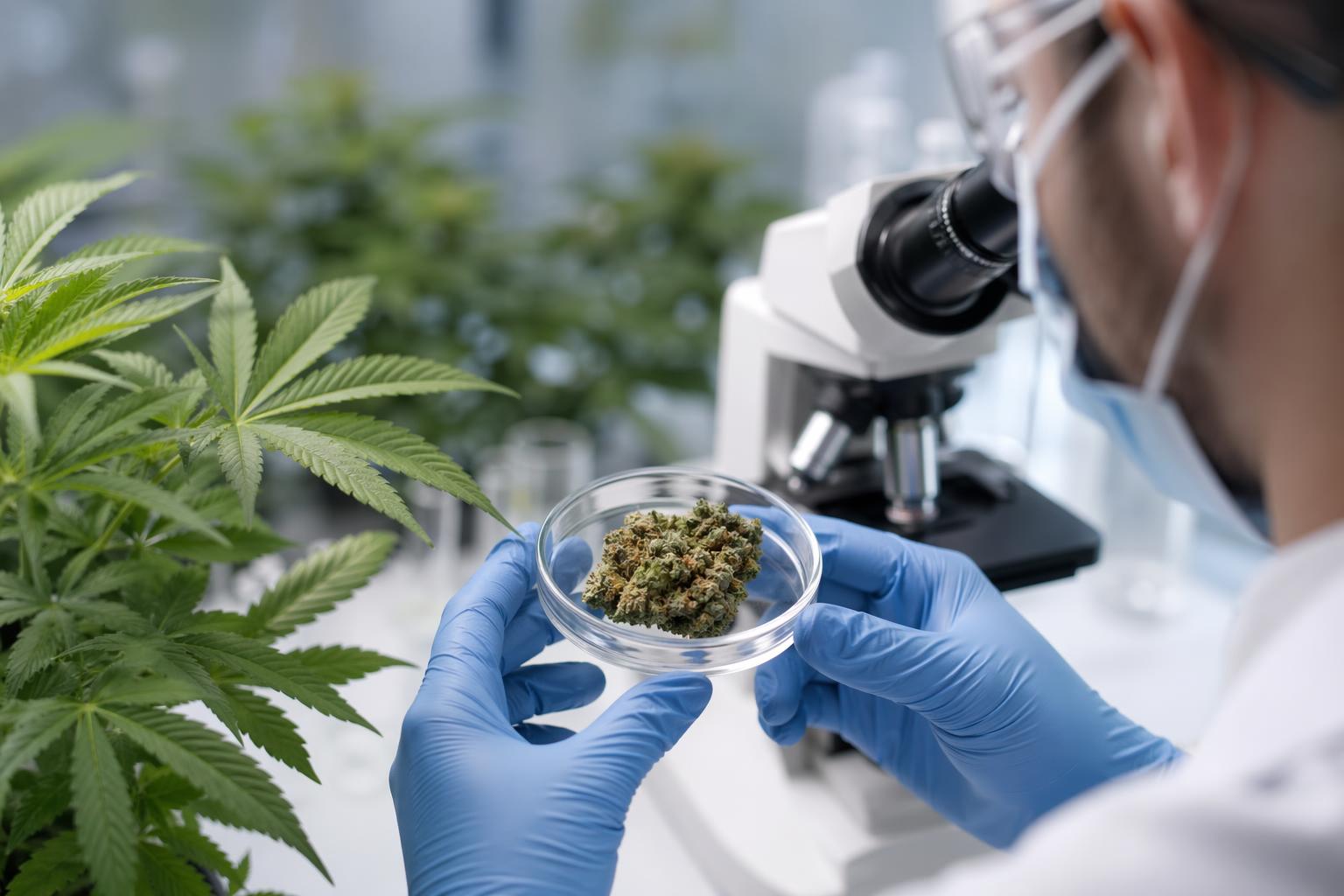 [의료용 대마초, 규제완화, 트럼프] 기사 영향과 배경을 설명하는 이미지 - 이번 재분류는 규제의 성격만 바꾸는 것이 아니라, 기업들이 실제로 부담하는 비용과 사업 환경에도 직접적인 영향을 줄 수 있다는 평가가 나옵니다......